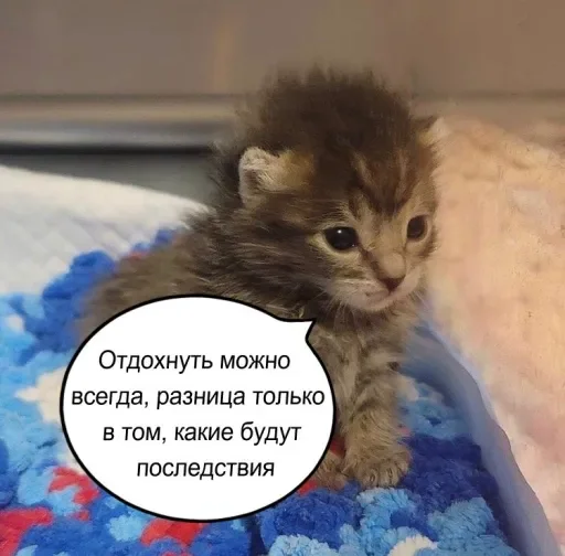 🧠 Стикер «Голые бляди.» для Telegram