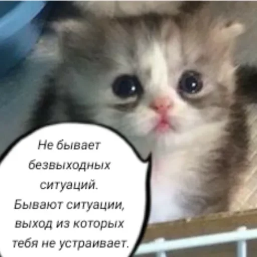 🧠 Стикер «Голые бляди.» для Telegram
