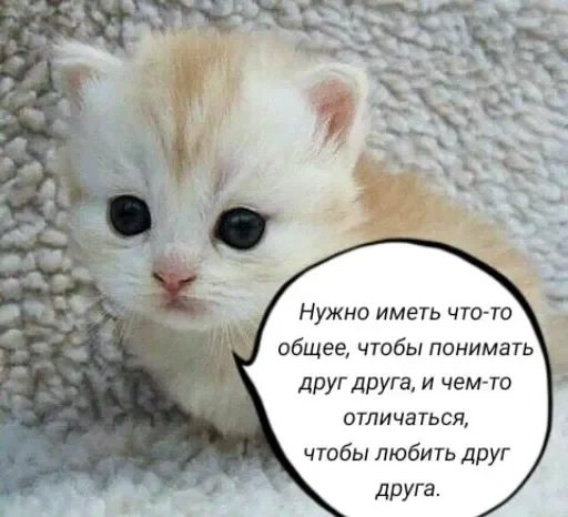 🧠 Стикер «Голые бляди.» для Telegram