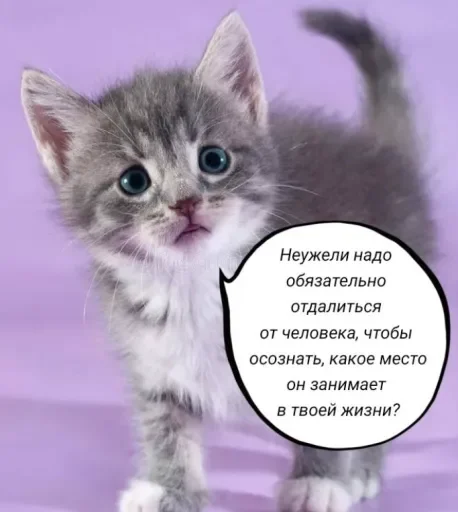 🧠 Стикер «Голые бляди.» для Telegram
