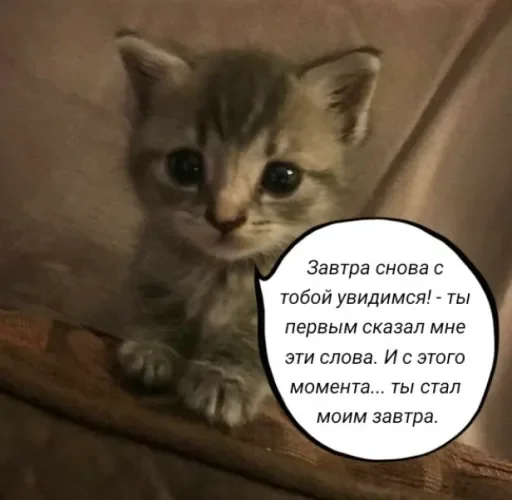 🧠 Стикер «Голые бляди.» для Telegram
