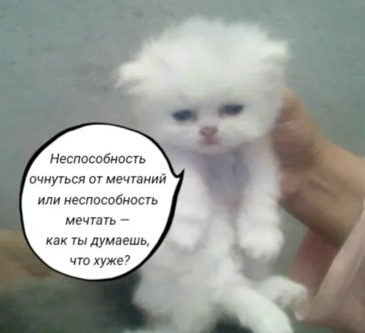 🧠 Стикер «Голые бляди.» для Telegram