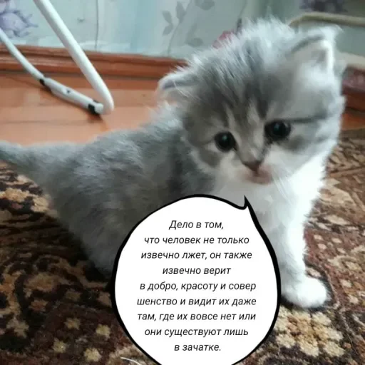 🧠 Стикер «Голые бляди.» для Telegram