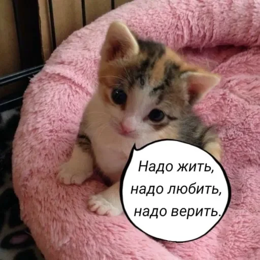 🧠 Стикер «Голые бляди.» для Telegram