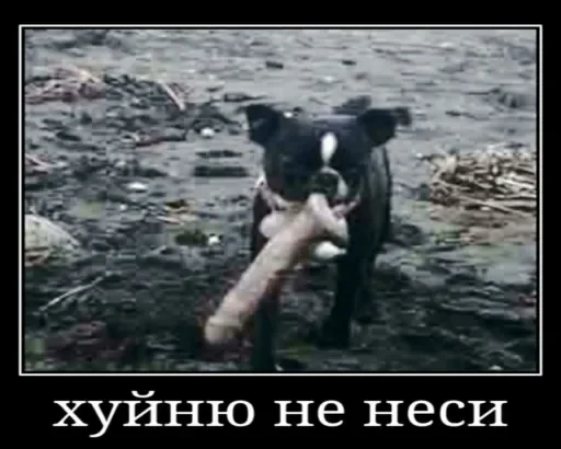 Стикерпак Голые бляди. для Telegram — скачать