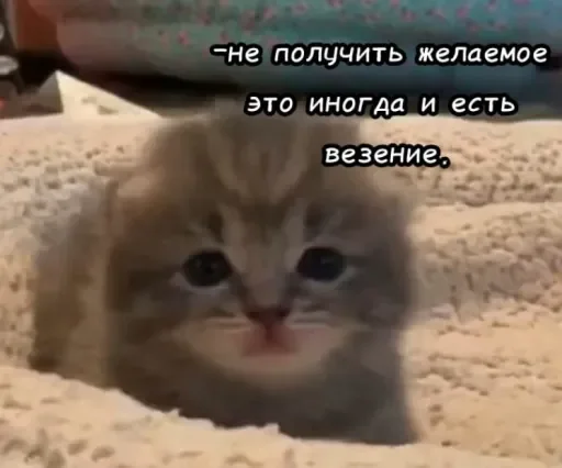 🧠 Стикер «Голые бляди.» для Telegram