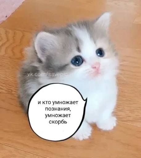 🧠 Стикер «Голые бляди.» для Telegram