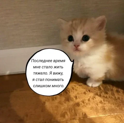 🧠 Стикер «Голые бляди.» для Telegram