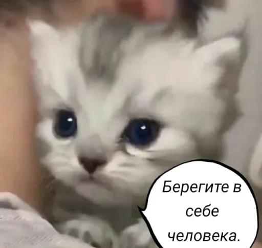🧠 Стикер «Голые бляди.» для Telegram