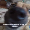 Стикер 9 Трешовые микро мемы в паке с названием пизда