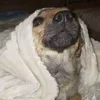 Стикер 12 Трешовые микро мемы в паке с названием пизда