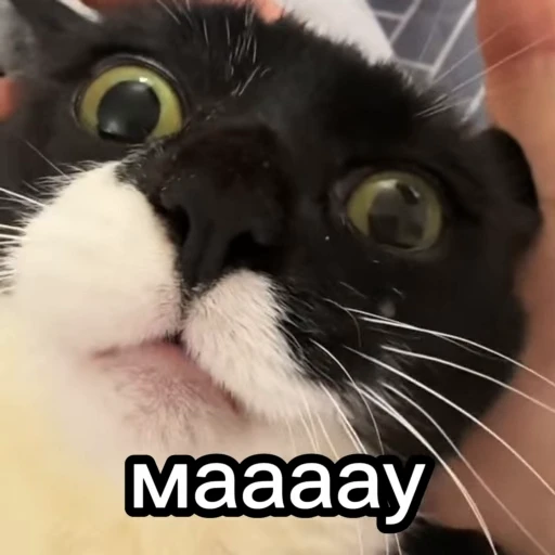 😺 Стикер «Чёрный котик» для Telegram