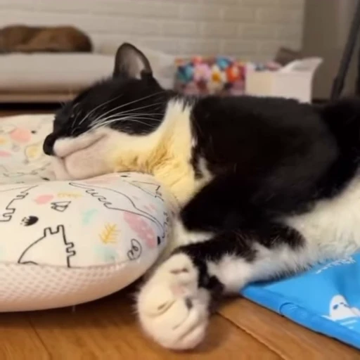 😴 Стикер «Чёрный котик» для Telegram