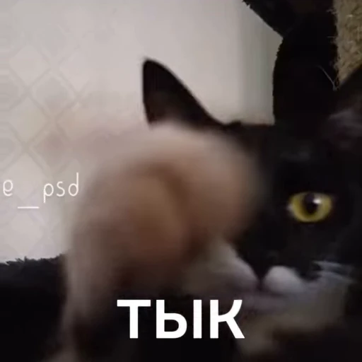👇 Стикер «Чёрный котик» для Telegram