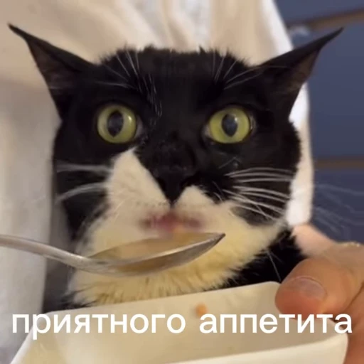 😛 Стикер «Чёрный котик» для Telegram