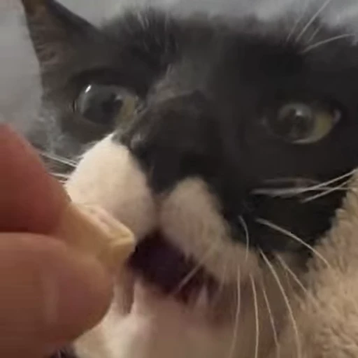 😋 Стикер «Чёрный котик» для Telegram