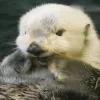 Стикер 5 Выдрочки