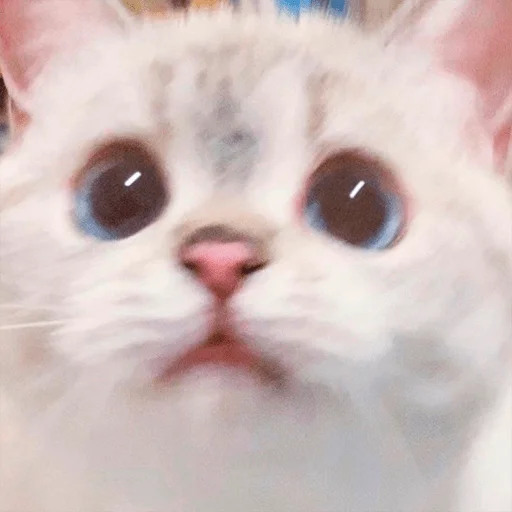 Стикерпак Nana the charming cat для Telegram
