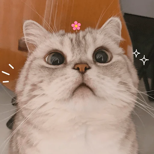 ✨ Стикер «Nana the charming cat» для Telegram