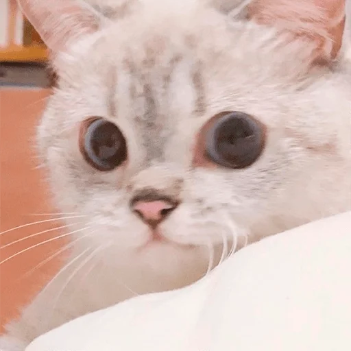 👀 Стикер «Nana the charming cat» для Telegram