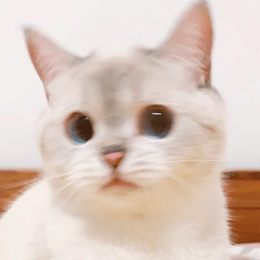 👂 Стикер «Nana the charming cat» для Telegram