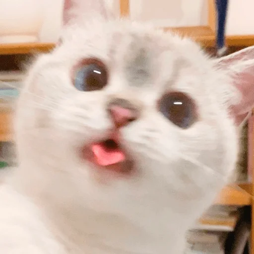 👅 Стикер «Nana the charming cat» для Telegram