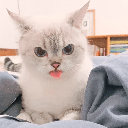 👿 Стикер «Nana the charming cat» для Telegram