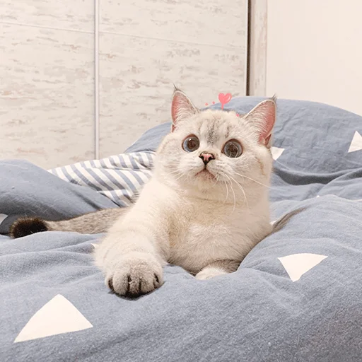 😐 Стикер «Nana the charming cat» для Telegram