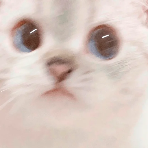 😒 Стикер «Nana the charming cat» для Telegram
