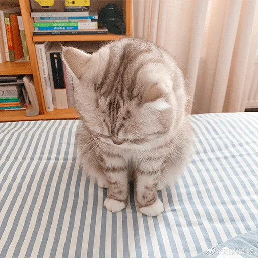 😔 Стикер «Nana the charming cat» для Telegram