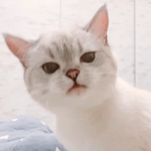 😕 Стикер «Nana the charming cat» для Telegram