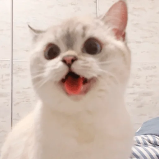 😛 Стикер «Nana the charming cat» для Telegram