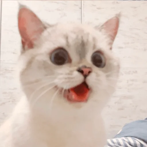 😝 Стикер «Nana the charming cat» для Telegram