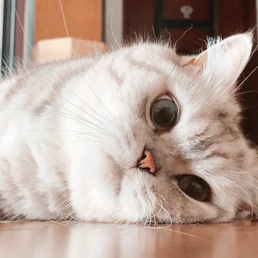 😞 Стикер «Nana the charming cat» для Telegram