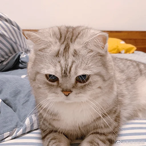 😠 Стикер «Nana the charming cat» для Telegram