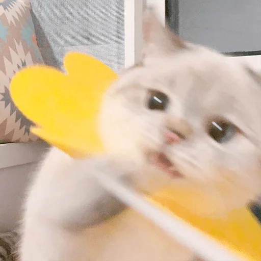 😡 Стикер «Nana the charming cat» для Telegram