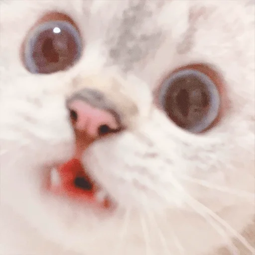 😦 Стикер «Nana the charming cat» для Telegram