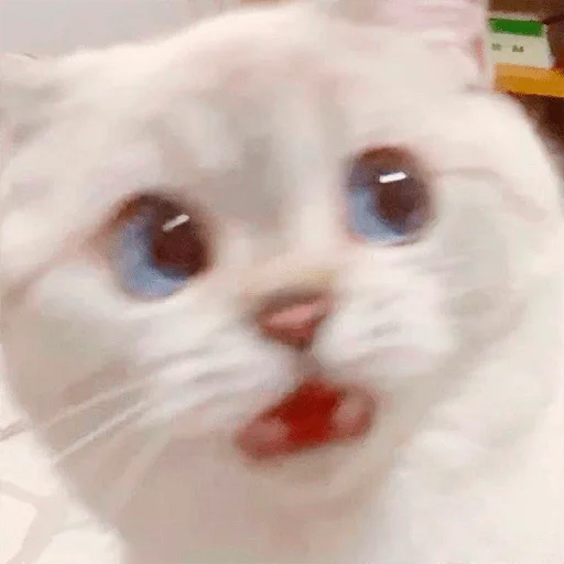 😨 Стикер «Nana the charming cat» для Telegram