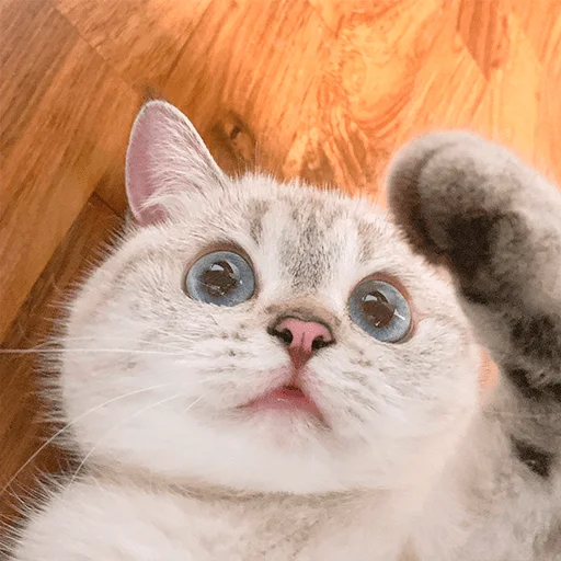 😯 Стикер «Nana the charming cat» для Telegram