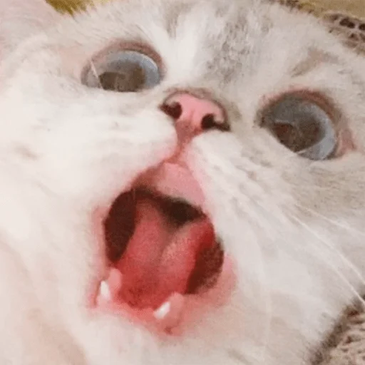 😱 Стикер «Nana the charming cat» для Telegram