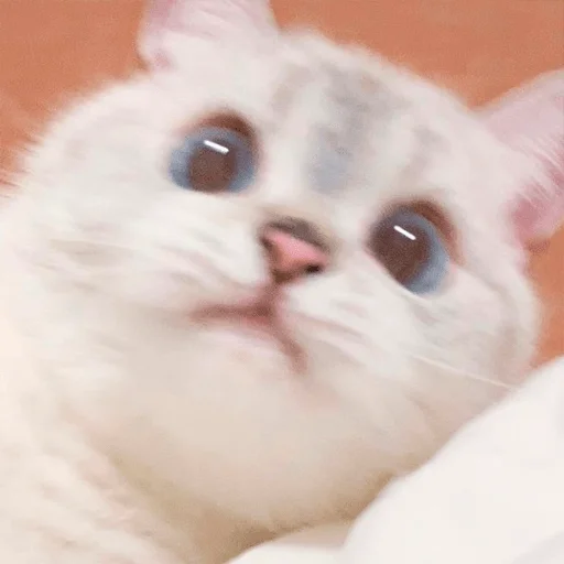 😳 Стикер «Nana the charming cat» для Telegram