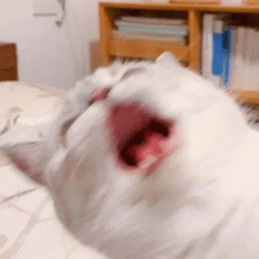 😵 Стикер «Nana the charming cat» для Telegram