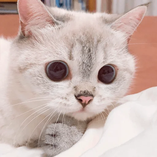 🤔 Стикер «Nana the charming cat» для Telegram