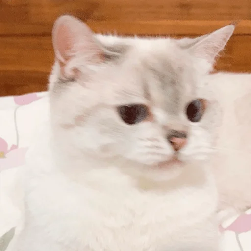 🤢 Стикер «Nana the charming cat» для Telegram