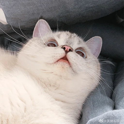 🤨 Стикер «Nana the charming cat» для Telegram