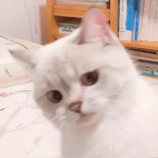 🧐 Стикер «Nana the charming cat» для Telegram