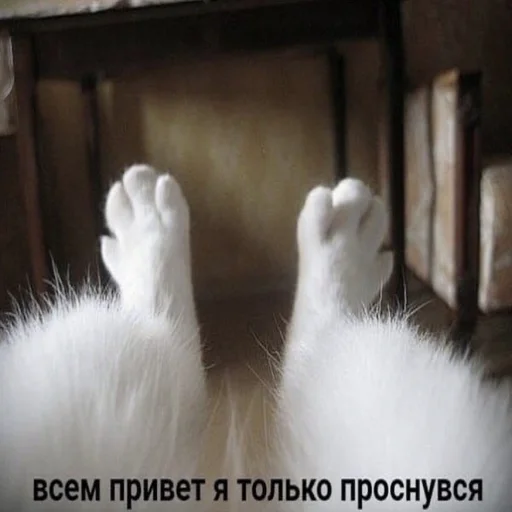 😋 Стикер «поч ты мне не пишешь?» для Telegram