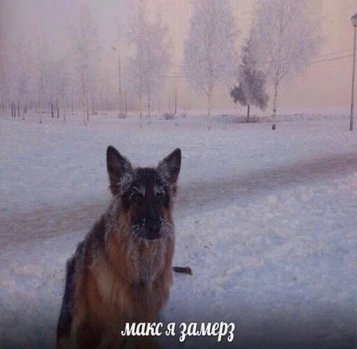 🥶 Стикер «поч ты мне не пишешь?» для Telegram