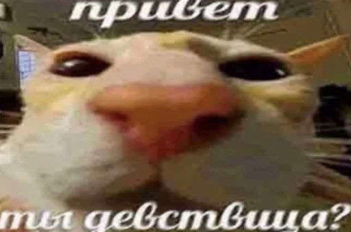 😃 Стикер «поч ты мне не пишешь?» для Telegram