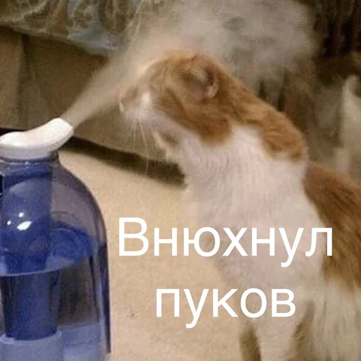 ☹️ Стикер «Пердёжные стикеры» для Telegram